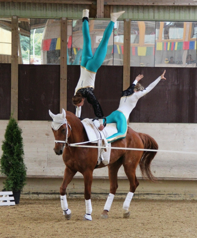 Ein Bild, das Pferd, Sport, Hengst, Zügel enthält.
Automatisch generierte Beschreibung